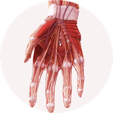 com.edutechnologies.anatomymcqshandbook