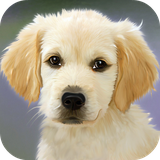 com.leafgreen.puppy