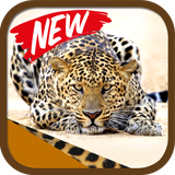 ir.tinasoft.panther_new