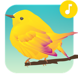 com.candystudio.freebirdsound