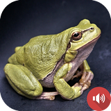 com.akadtech.frogsounds.ringtone