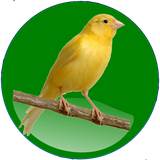 canary.app