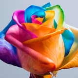 com.neygavets.livewallpaper.happyroses