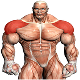 ir.soltani.body