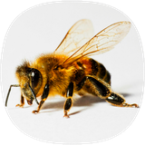 com.Bee.Sounds.Notification.Effects.Music.Ringtones