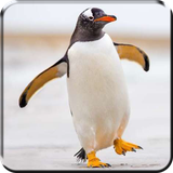 com.wallpaper.studio.zhilin.penguin