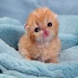 com.cintamiapps.cutelittlekittens