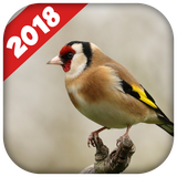 com.chardonneretsonnerie.chant.maknin