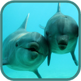 dolphinshd.tbem.com