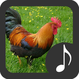 com.robinvanrodeman.rooster