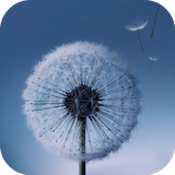 com.alx.dandelion