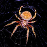 com.Infinity.spider