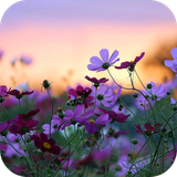com.galaxyparallax.cflowers