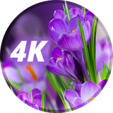 com.david_wallpapers.flowers