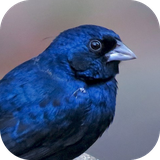 com.azamsoft_cantos_do_tiziu