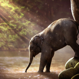 com.elephant.wallpaper4k.elephant.wallpaperhd