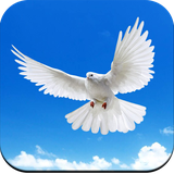 com.pigeonwallpaper.pigeonimages.pigeonbackgrounds.birdwallpaper