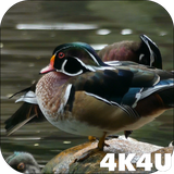 com.lwp4k4u.ducks