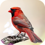 com.andromo.dev230101.app214369