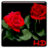 com.apusapps.livewallpaper.rose_3r03x19d
