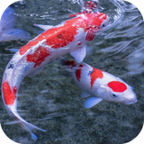 com.lyx.koi3d