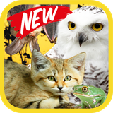 ir.tinasoft.animal_hearing_new