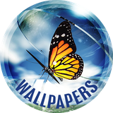 com.david_wallpapers.insects