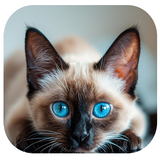 com.hadifetrati.walpiper_cat