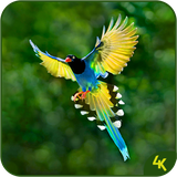 com.wallpapers4k.animalbirdswallpaper