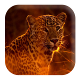 com.kikaapps.leopard.sounds.snowleopardsounds