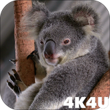 com.lwp4k4u.koala