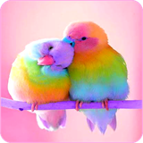 com.techwall.BirdHD