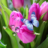 com.livewallpapers3d.tulips