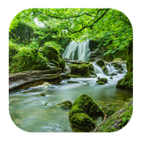 com.kikaapps.relax.forest.sound