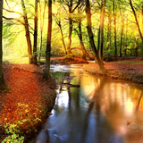 com.blackbirdwallpapers.autumnforest