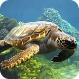 com.tortoisewallpaper.wallpaper.hdwallpaper