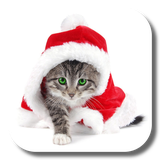 com.livewallpaperkkpicture.cat4