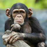com.Infinity.monkey