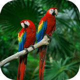 ir.tinasoft.parrot_care_at_home