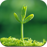 com.plants.wallpaper.tree.forest.nature.landscape.minimalist