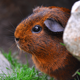 com.soundjabber.guineapigsounds.ginnypigs.sounds