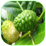 com.JujuDroid.ReferenceHerbalCancerPrevesion
