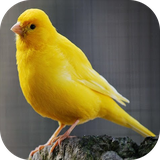 com.azamsoft_cantos_do_canario_belga