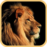 com.pbs.android.animalssounds