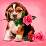 com.dakshapps.puppyrose