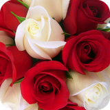 com.rosewallpaper.wallpaper.hdwallpaper