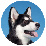 com.huskydog.book