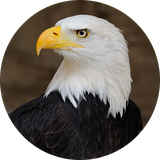 com.sounds.eagle