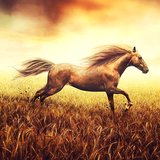 com.HorsePicturesLiveWallpaper