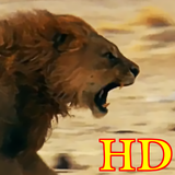 zr.gsg.lion
